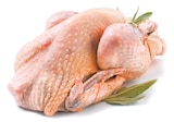 Frisches Perlhuhn im aktuellen Netto mit dem Scottie Prospekt