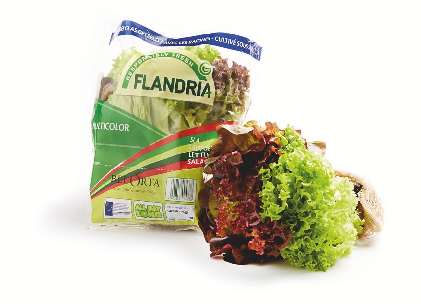 FLANDRIA Salade multicolore