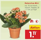 Kalanchoe Mini Angebote bei Netto Marken-Discount Elmshorn für 1,11 €