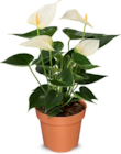Aktuelle Pflanzen Angebote bei Netto Marken-Discount in Rostock Aktuelles Flamingoblume Angebot bei Netto Marken-Discount in Rostock ab 5,99 €