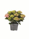 Gartenhortensien im Angebot bei Lidl in Fulda Gartenhortensien Angebote bei Lidl Fulda für 6,99 €
