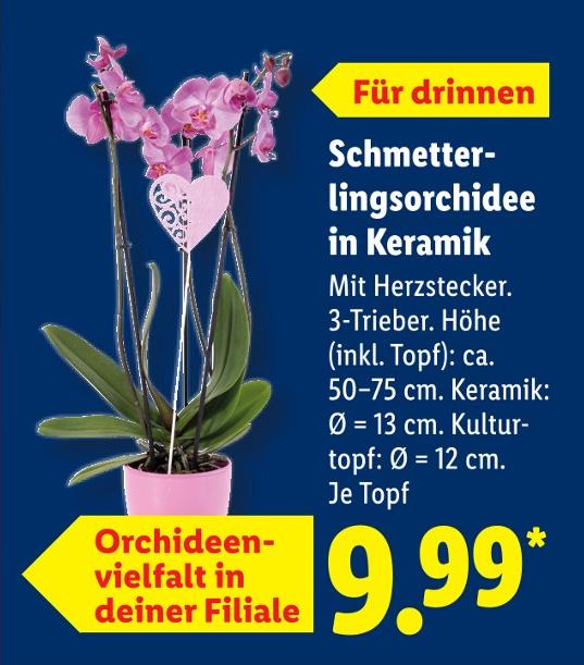 Schmetterlingsorchidee in Keramik