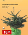 getopfte Nordmanntanne für 18,99 € bei Zimmermann im Angebot getopfte Nordmanntanne im aktuellen Zimmermann Prospekt