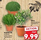 Aktuelles Kräuter XL Angebot bei Kaufland in Heilbronn ab 9,99 €