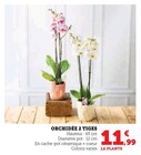 Orchidée 2 Tiges en promo chez U Express Troyes à 11,99 €