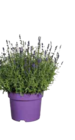 Lavendel, 23 cm oder Hortensien im Angebot bei EDEKA in Flensburg Lavendel, 23 cm oder Hortensien Angebote bei EDEKA Flensburg für 9,99 €