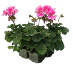 Géranium zonale ou lierre-double - TRUFFAUT en promo chez Truffaut Aubervilliers à 6,66 €