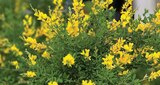 Promo Genista Tinctoria Jaune à 11,49 € dans le catalogue Super U à Limoges