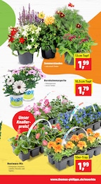 Stauden Angebot im aktuellen Thomas Philipps Prospekt auf Seite 3