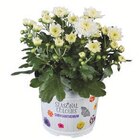 Aktuelle Blumen Angebote bei Lidl in Rostock Aktuelles Chrysanthemen Multiflora Angebot bei Lidl in Rostock ab 1,79 €