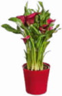 Calla  im aktuellen Netto Marken-Discount Prospekt für 4,99 €