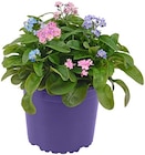 Vergissmeinnicht-Trio bei Penny im Perleberg Prospekt für 1,99 €