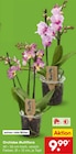 Orchidee Multiflora im Angebot bei Netto Marken-Discount in Karlsruhe Orchidee Multiflora Angebote bei Netto Marken-Discount Karlsruhe für 9,99 €