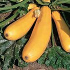 Bio-Zucchini gelb im Angebot bei Hornbach in Hannover Bio-Zucchini gelb Angebote bei Hornbach Hannover für 2,69 €