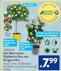 Margeriten-Stämmchen Angebote von Gardenline bei ALDI SÜD Offenbach für 7,99 €