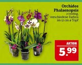 Orchidee Phalaenopsis im Angebot bei Marktkauf in Erlangen Orchidee Phalaenopsis Angebote bei Marktkauf Erlangen für 5,99 €