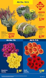 Chrysantheme im Lidl Prospekt Chrysantheme im Lidl Prospekt "LIDL LOHNT SICH" auf Seite 27