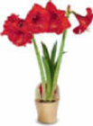 Aktuelle Pflanzen Angebote bei Netto Marken-Discount in Braunschweig Aktuelles Amaryllis Angebot bei Netto Marken-Discount in Braunschweig ab 3,99 €