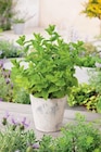 Plantes aromatiques en promo chez Carrefour Plantes aromatiques dans le catalogue Carrefour
