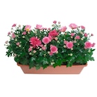 Jardinière de chrysanthèmes - Carrefour Jardinière de chrysanthèmes à 8,99 € dans le catalogue Carrefour
