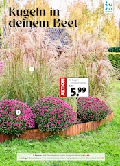 Aktueller Blumen Ostmann Prospekt mit Chrysantheme, "Herbst in voller Blüte", Seite 4