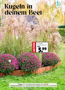 Blumen im aktuellen Blumen Ostmann Prospekt (Bremen) Blumen im Blumen Ostmann Prospekt "Herbst in voller Blüte" mit 8 Seiten (Bremen)