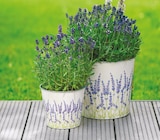 Blumentopf Lavendeldruck für 4,99 € bei Netto mit dem Scottie im Angebot Blumentopf Lavendeldruck im aktuellen Netto mit dem Scottie Prospekt