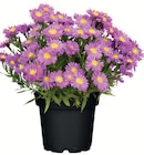 Astern im Angebot bei Wreesmann in Cuxhaven Astern Angebote bei Wreesmann Cuxhaven für 1,99 €