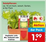 Salatpflanzen im aktuellen Netto Marken-Discount Prospekt
