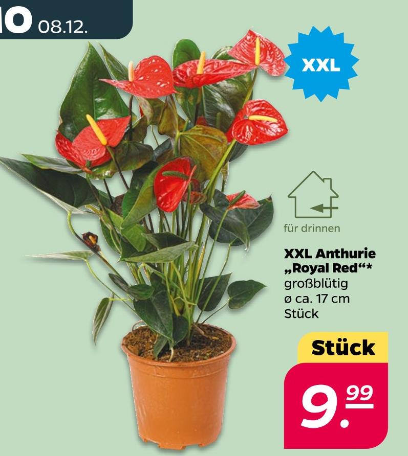 XXL Anthurie 'Royal Red'