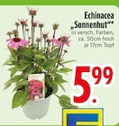 Echinacea „Sonnenhut“ im Angebot bei EDEKA in Regensburg Echinacea „Sonnenhut“ Angebote bei EDEKA Regensburg für 5,99 €