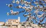 Spanien / Mallorca – Erleben Sie die Pracht der Mandelblüte im Angebot bei REWE in Freiburg Spanien / Mallorca – Erleben Sie die Pracht der Mandelblüte Angebote von REWE Reisen bei REWE Freiburg für 749,00 €