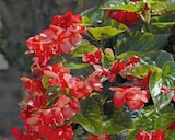 Jardiland Chambry - Promo Bégonia "Dragon wings" Promo Bégonia "Dragon wings" à 13,99 € dans le catalogue Jardiland à Chambry