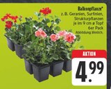 Balkonpflanze Angebote bei EDEKA Weiden für 4,99 €