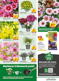 Blumenerde Angebot & Preis im aktuellen toom Baumarkt Prospekt Blumenerde Angebot im aktuellen toom Baumarkt Prospekt auf Seite 20