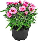 Penny Filderstadt - Nelke Angebot im Prospekt Nelke bei Penny im Filderstadt Prospekt für 1,79 €