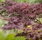 Roter japanischer Ahorn-Mix für 19,99 € bei Pflanzen Kölle im Angebot Roter japanischer Ahorn-Mix im aktuellen Pflanzen Kölle Prospekt