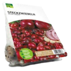 STECKZWIEBELN Angebote von Grün Erleben bei ROSENGUT Langerwisch Potsdam für 3,49 €