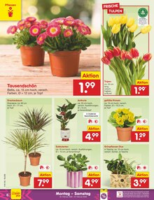 Blumen im Netto Marken-Discount Prospekt "Aktuelle Angebote" mit 54 Seiten (Oberhausen)