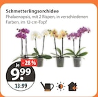 Schmetterlingsorchidee bei V-Markt im München Prospekt für 9,99 €