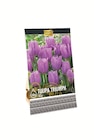 Lidl Landsberg - Tulipa Triumph Purple Angebot im Prospekt Tulipa Triumph Purple bei Lidl im Landsberg Prospekt für 1,99 €