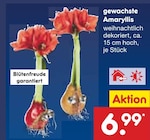 gewachste Amaryllis im Angebot bei Netto Marken-Discount in Hürth gewachste Amaryllis Angebote bei Netto Marken-Discount Hürth für 6,99 €
