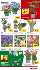 Aktueller toom Baumarkt Prospekt mit Hortensie, "Respekt, wer's selber macht.", Seite 3