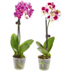 Mini Orchideen im Angebot bei Netto Marken-Discount in Mülheim Mini Orchideen Angebote bei Netto Marken-Discount Mülheim für 3,99 €