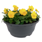 Aktuelle Blumen Angebote bei toom Baumarkt in Rostock Aktuelles Hornveilchen-Schale Angebot bei toom Baumarkt in Rostock ab 3,99 €