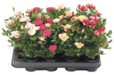 Rose Mini von  im aktuellen V-Markt Prospekt für 2,49 €