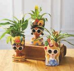 Mixte Spathiphyllum et Bromelia dans le catalogue Super U