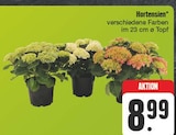 Hortensien im Angebot bei EDEKA in Pirna Hortensien Angebote bei EDEKA Pirna für 8,99 €