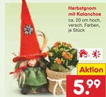 Aktuelle Blumen Angebote bei Netto Marken-Discount in Jena Aktuelles Herbstgnom mit Kalanchoe Angebot bei Netto Marken-Discount in Jena ab 5,99 €