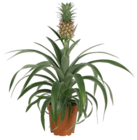 Aktuelle Ananas Angebote bei Kaufland in Duisburg Aktuelles Ananaspflanze Angebot bei Kaufland in Duisburg ab 8,88 €